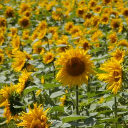 Le Jarrier - Alpes Mancelles * Saint-Georges-le-Gaultier