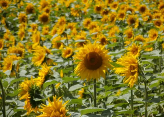 Le Jarrier - Alpes Mancelles * Saint-Georges-le-Gaultier